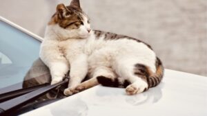 ボンネット猫が入る